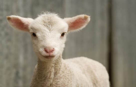 great image of a young lamb on the farm
