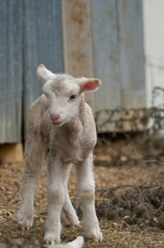 great image of a young lamb on the farm