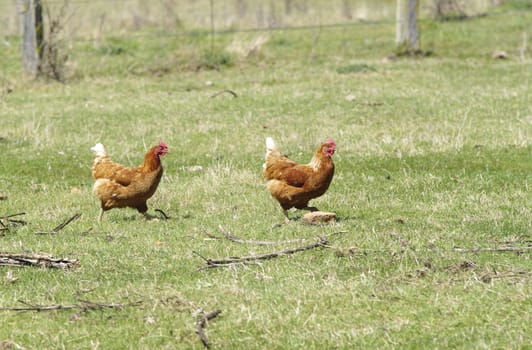 great image of  freerange chickens on the farm