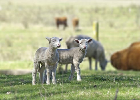 great image of two lambs on the farm