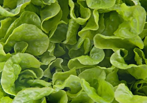 great image of green lettuce for a background