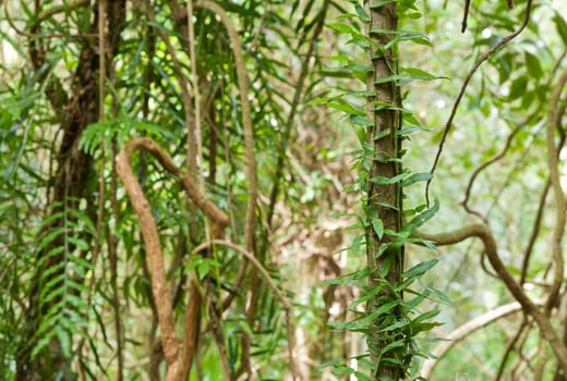 great image of the beauty of the rainforest