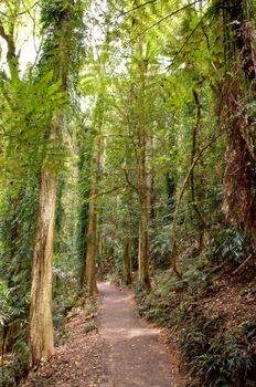 great image of the beauty of the rainforest