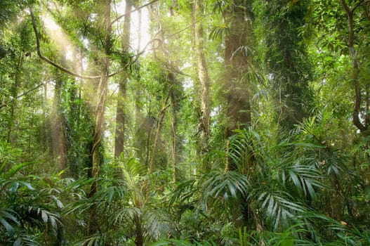 light streams through the trees in the rainforest