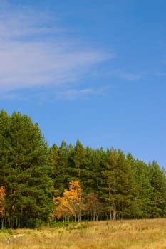 Autumn landscape with an edge of wood and road