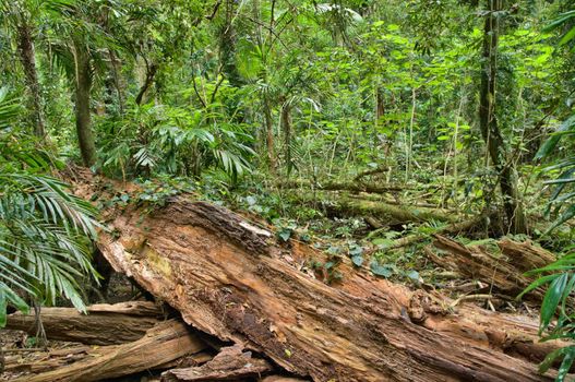 great image of the beauty of the rainforest with fallen log