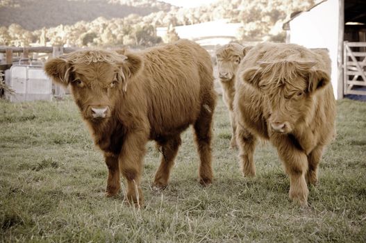 image of young pedigree scottish highland cows on the farm, focus on left hand cow