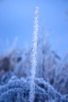 Winter branches of trees sprinkled with hoarfrost removed close up with photofilter use