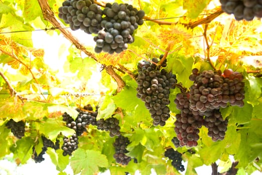 Grape fruit on tree, Vineyards