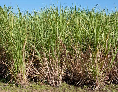 great image of some sugar cane growing in field