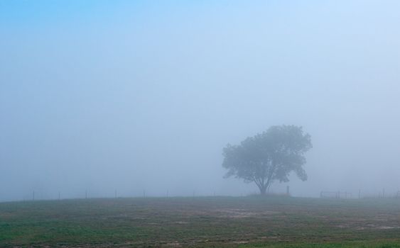 a single lonely tree on a foggy morning
