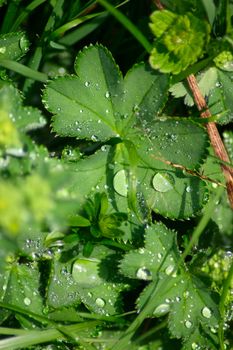 Morning dew dropped out on foliage removed close up