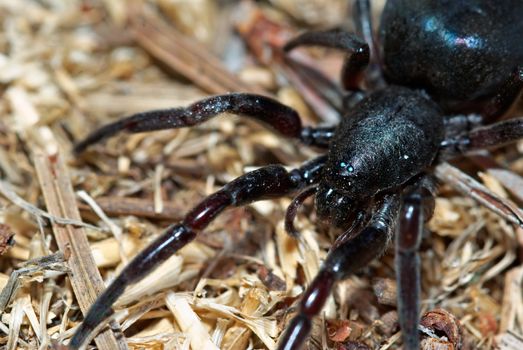 a close up of a big poisonous black spider with long legs in the garden mulch