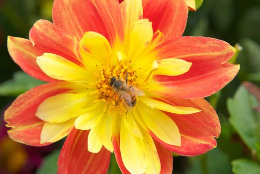 bee collecting pollen from red and yellow mexican sunflower