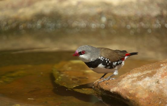 a rare and endangered diamond firetail gets a drink 