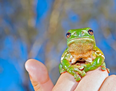 a cute green tree frog litoria caerula frog held up