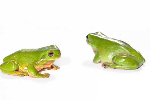 two green frogs (litoria caerula) isolated on white background, one is facing towards and one away