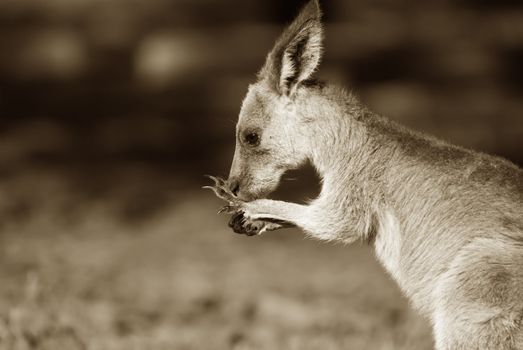 australian eastern grey kangaroo in brown sepia