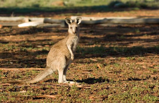 a small eastern gray kangaroo stops and looks at the camera