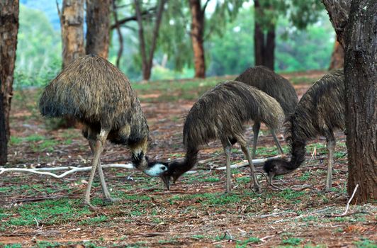 two emus bend down to eat and bang their heads together