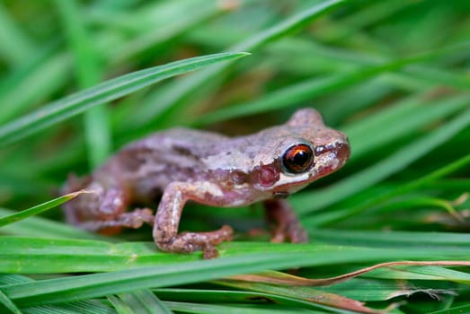 a little red eyed bleating tree frog (litoria dentata) in the grass