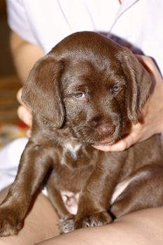 Portrait of a puppy on female hands removed close up