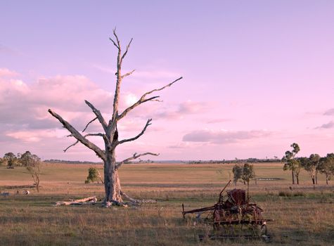 an old piece of machinery and dead tree sit in the paddock as the sky turns a gentle pink at the end of the day