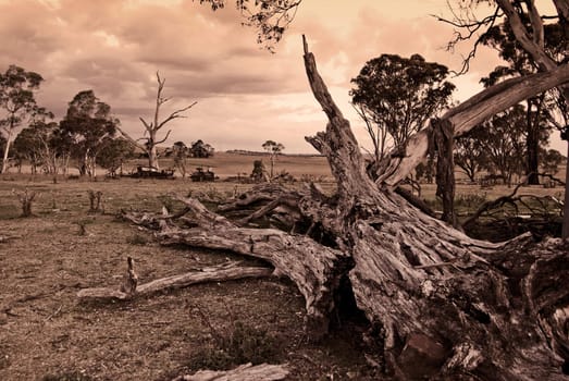 the end - a huge tree has fallen on the farm 