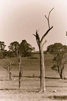 three dead trees stretch out across the farmland (in sepia)