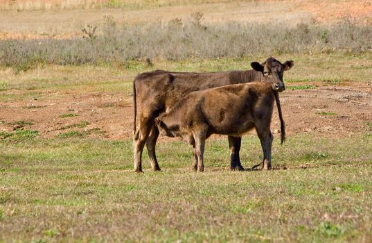 a young calf gets a drink from its mother