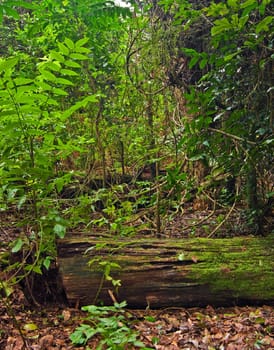 the beauty of nature in the dorrigo world heritage rainforest