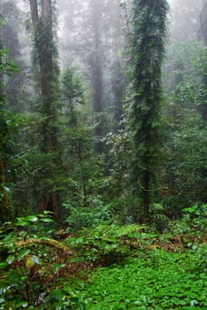 the beauty of nature in the dorrigo world heritage rainforest on a foggy day