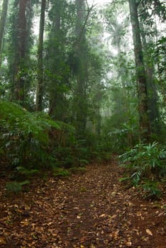 the beauty of nature in the dorrigo world heritage rainforest on a foggy day