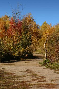 Asphalt path in autumn park against the dark blue sky