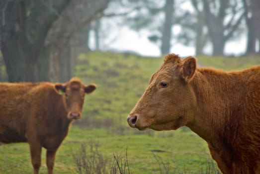 cows in the fog on the farm