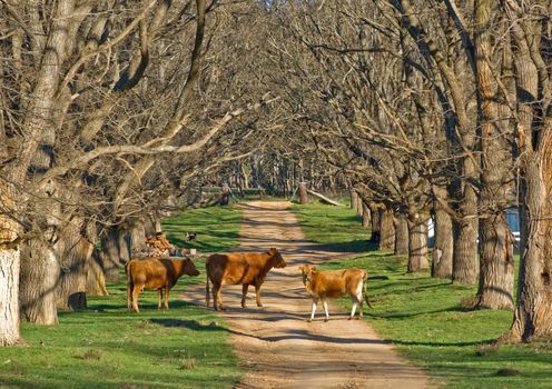 cows stand in the middle of this beautiful tree lined country road