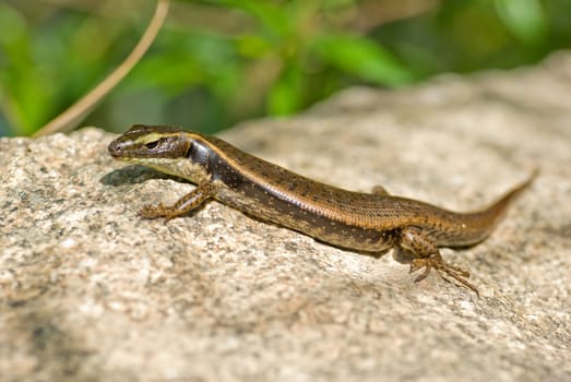 an eastern water skink lays warming itself on a rock