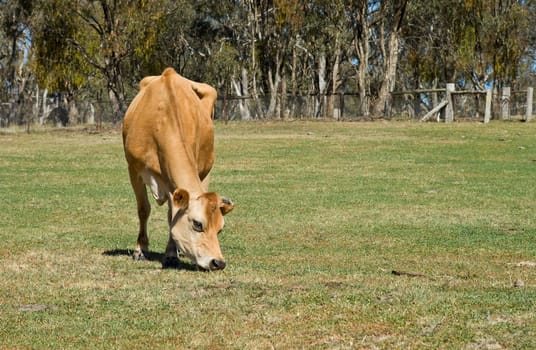 a cow eating grass on the farm
