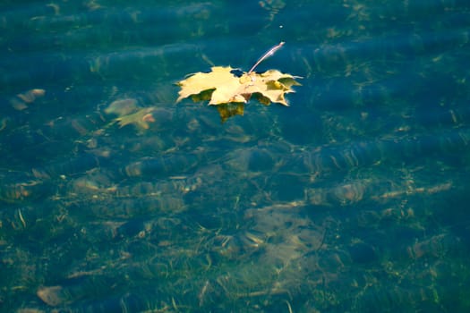 Autumn maple leaf floating in water removed close up