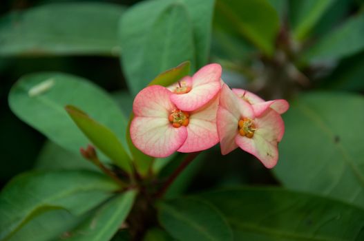 a picture of beautiful pink flower blossom