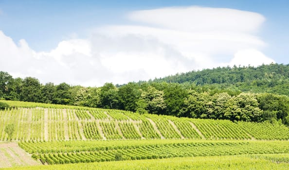 vineyards around the village of Hunawihr, Alsace, France