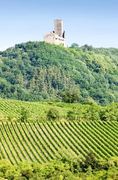 vineyards with castle Ortenbourg, Alsace, France