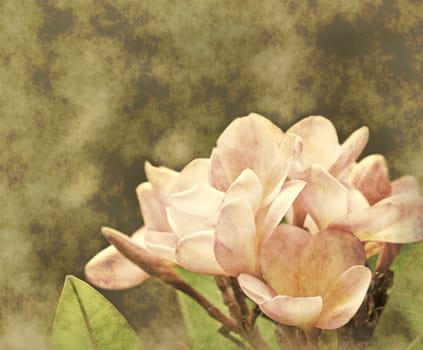 beautiful blooms of the frangipani flower in soft muted grunge style