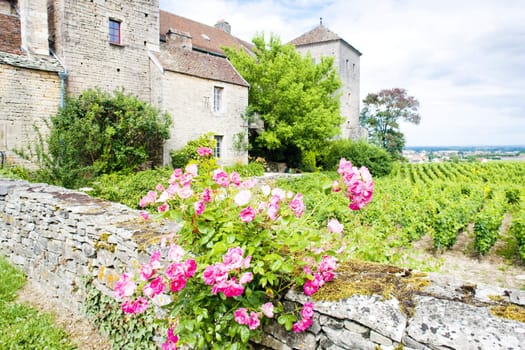 Gevrey-Chambertin Castle, Cote de Nuits, Burgundy, France