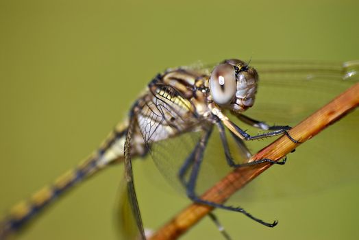 a closeup of a dragonfly holding onto a stick