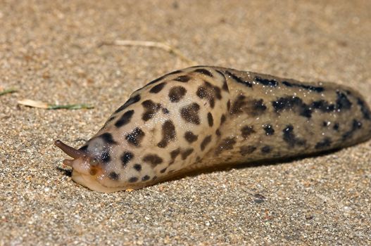 grumpy the leopard slug slowly slithers over some concrete