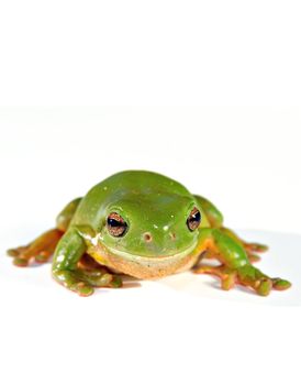 green tree frog on white ready to jump