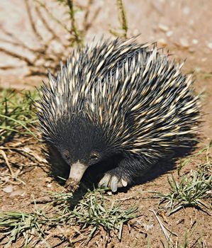 an australian echidna or spiny anteater walks along