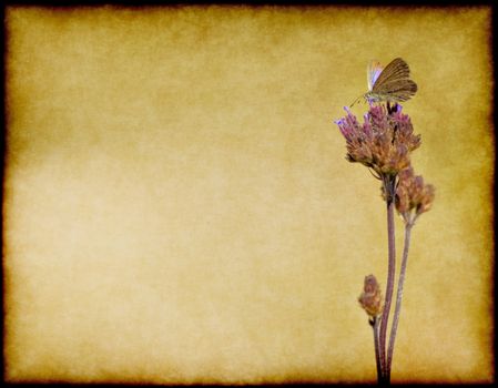  a small butterfly or moth  on a flower on grungy paper on black