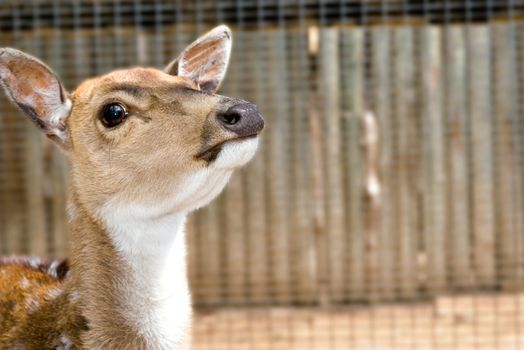 a nice small young deer with its head raised back watching the camera